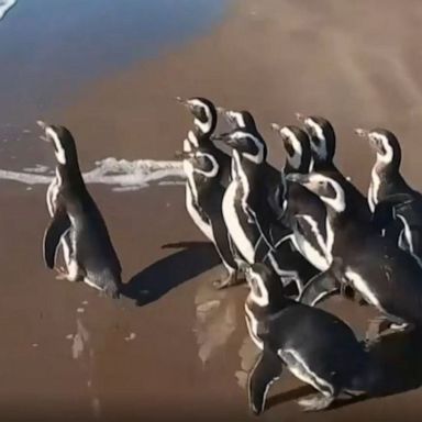 VIDEO: Penguins released back into wild in Argentina