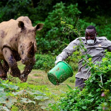 VIDEO: Charging rhino, a giant rhododendron, rooftop karate: World in Photos, April 23  