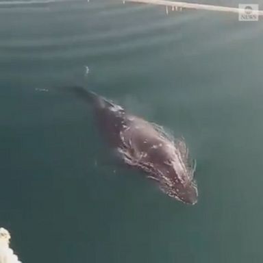 A young whale ventured along Wellington's Aotea Quay during low marine traffic in New Zealand.