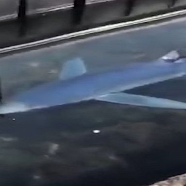 Shark spotted in marina