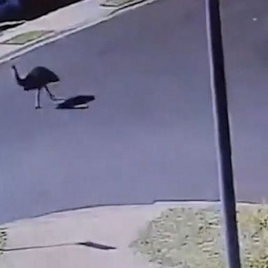 VIDEO: Emu strolls down empty streets of Sydney suburb