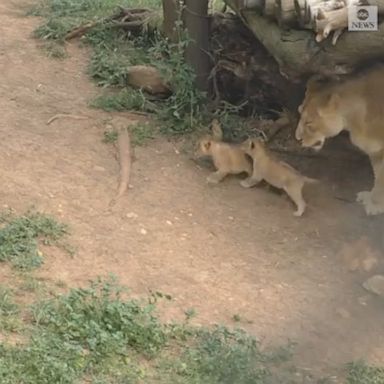 A pair of lion cubs born last month was introduced to the public after the zoo reopened for the first time since the coronavirus outbreak.