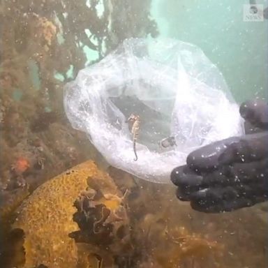 VIDEO: Endangered seahorses released into the sea