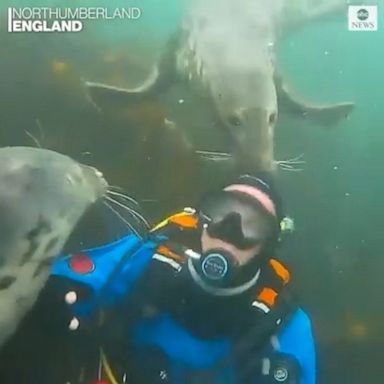 Ben Burville, an experienced diver from Northumberland, England, shared unusual footage of seals attempting to steal his diving hood.