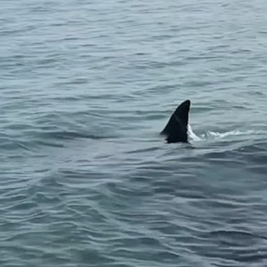 VIDEO: Beachgoers' delight as killer whales swim close to shore