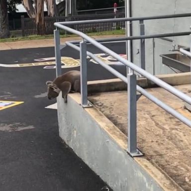 VIDEO: Curious koala explores school grounds amid COVID-19 lockdown