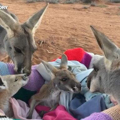 The Kangaroo Sanctuary in Alice Springs, Australia, was built as a safe haven for orphaned kangaroos.