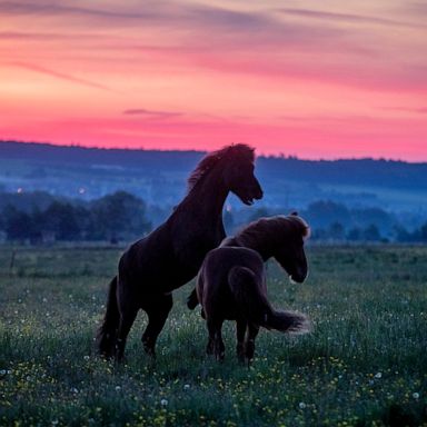 VIDEO: Horses, opera and balloon race: World in Photos, May 18