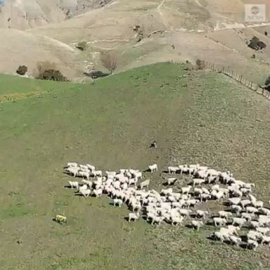 A New Zealand company partnered with robotics company Boston Dynamics to trial a robotic “dog” to perform agricultural tasks, including sheep mustering and an orchard inspection.