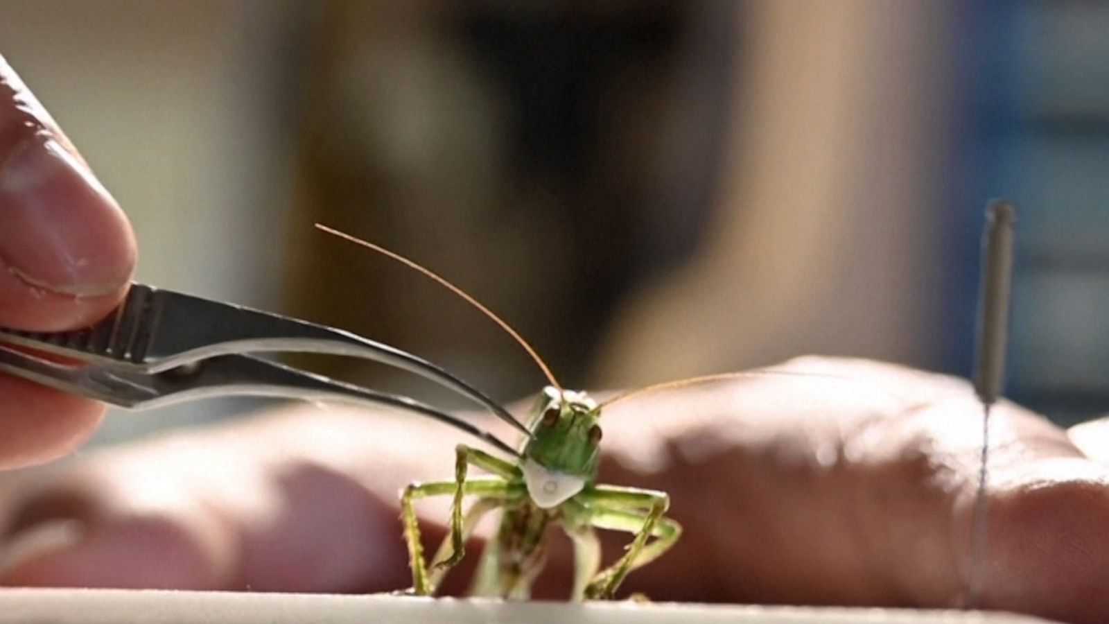 insects face mask