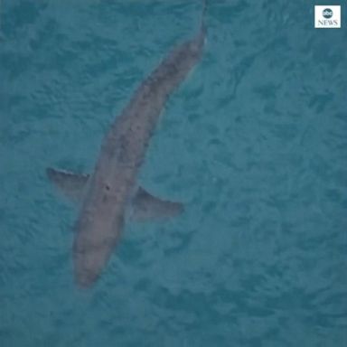 VIDEO: Aerial footage shows shark swimming near scene of shark attack