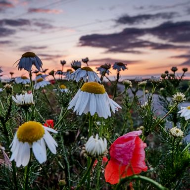 VIDEO: Flowers, wildfire and protest: World in Photos, June 8