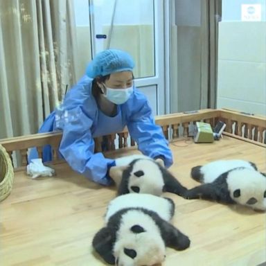 VIDEO: Panda cubs born during pandemic relax in new surroundings