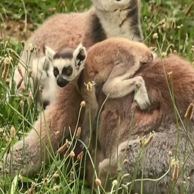 Paris zoo reopens after three-month closure due to COVID-19