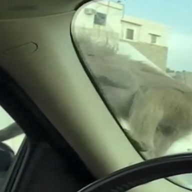 Baboon enjoys bite to eat