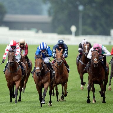 VIDEO: The Royal Ascot, continued protests, polar bear cubs: The World in Photos, June 16