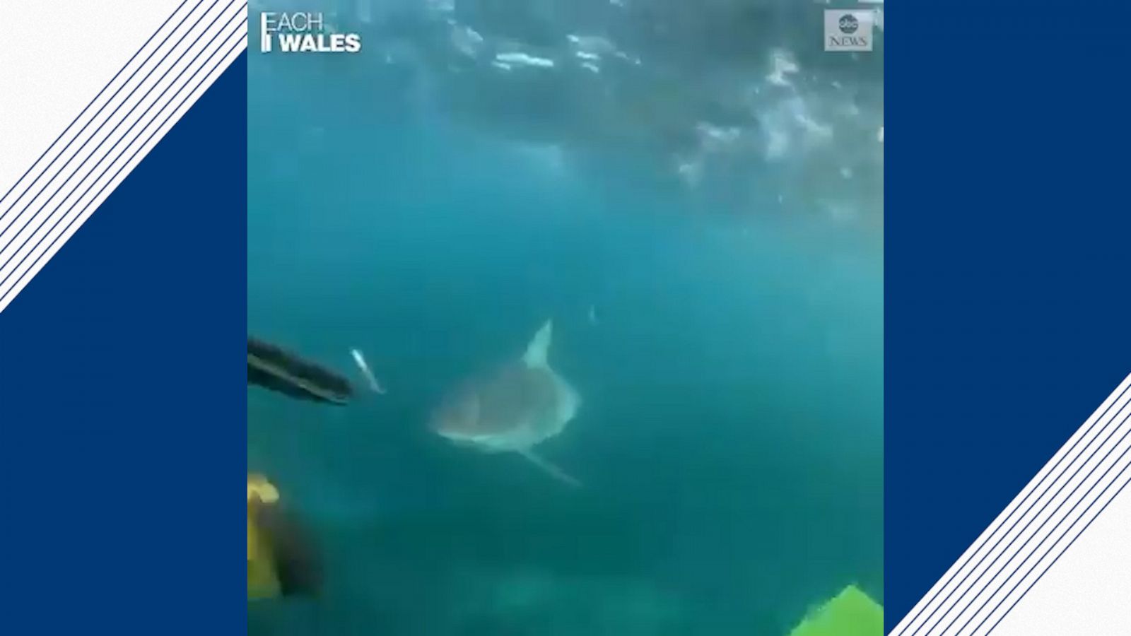 Shark-infused Adventures