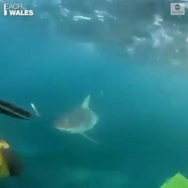 A brother and sister in Australia had a close call with a large shark that approached them while they were snorkeling almost 500 feet from the shore.