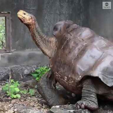 A group of giant tortoises that rescued their species from extinction were released into the wild in the Galapagos Islands after the program's success.