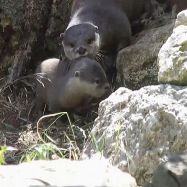 VIDEO: Newborn otters step out for first time at the London Zoo