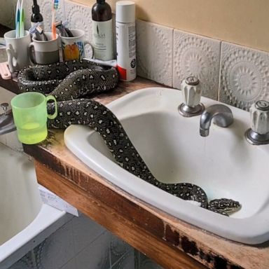 Man calmly removes python from sink