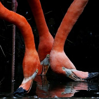 VIDEO: Flamingos, nursing home and Brazil: World in Photos, June 22