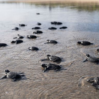 VIDEO: Turtle migration, Rayshard Brooks, primary voting: World in Photos, June 23