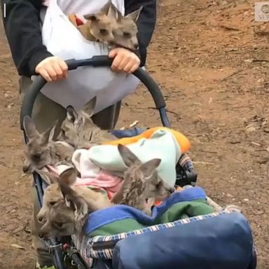 VIDEO: Adorable joeys go exploring in baby stroller