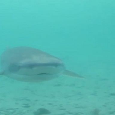 Underwater photographer faces off with shark