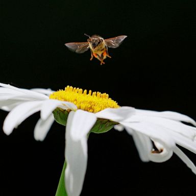 VIDEO: A bee hovers, children play, fireworks explode: World in Photos, June 25