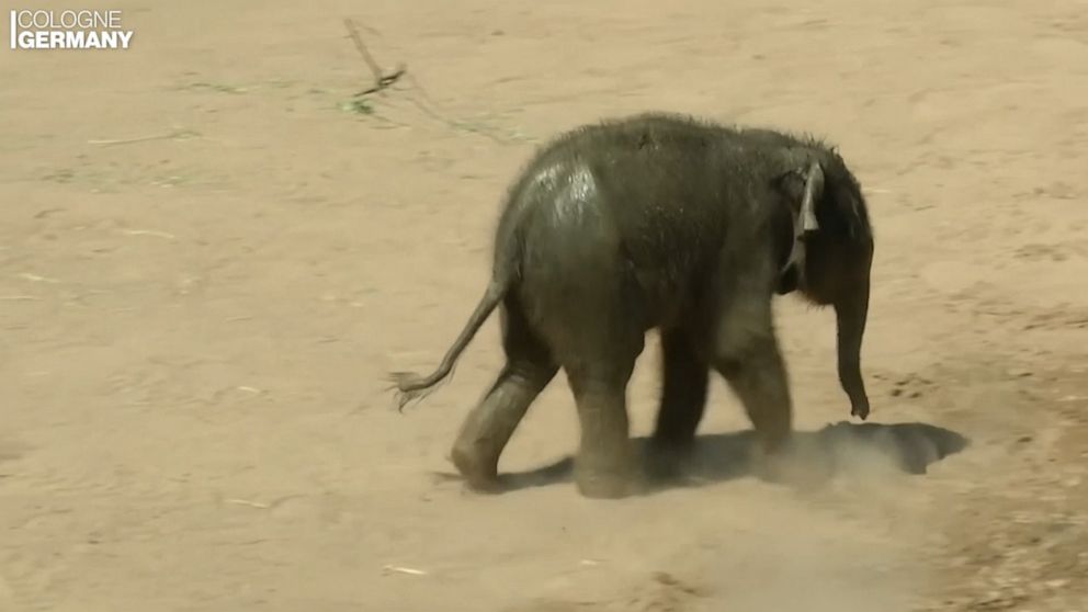 Download Baby Elephant Explores Enclosure Video Abc News