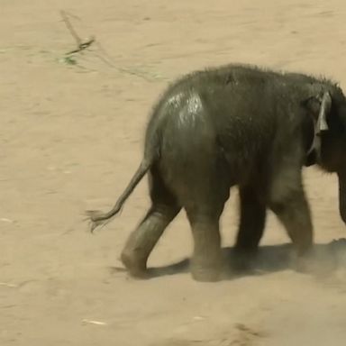 A newborn elephant named Leev Ma Rie explored her enclosure at the Cologne Zoo in Germany.