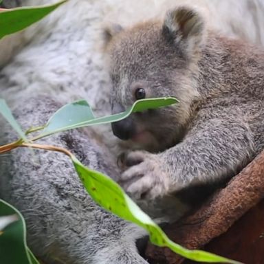 Australian Reptile Park shared the footage of a koala joey tasting her first-ever eucalyptus leaf and wrote, “It’s safe to say she loved it.” 