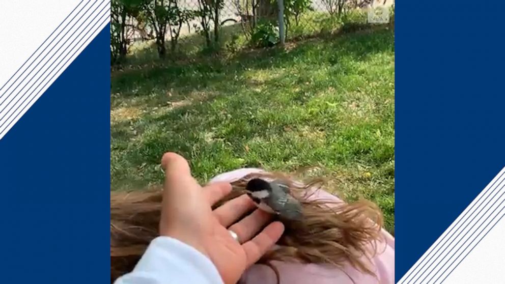 Baby Bird Lands In Young Girl S Hair Video Abc News