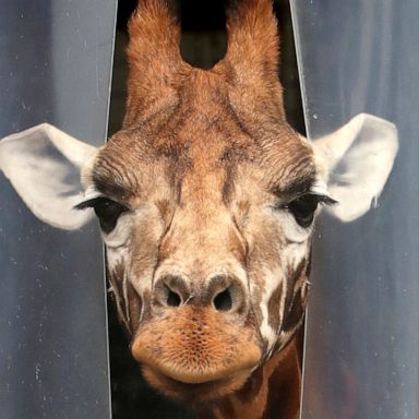 VIDEO: Giraffe, Bangladesh and coronavirus: World in Photos, June 29