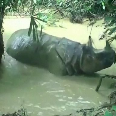 VIDEO: Rhino enjoys mud bath at Indonesian national park