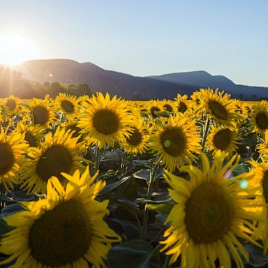 VIDEO: Sunflowers, panda and Breonna Taylor: World in Photos, July 6