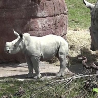 VIDEO: Swiss zoo welcomes baby white rhino