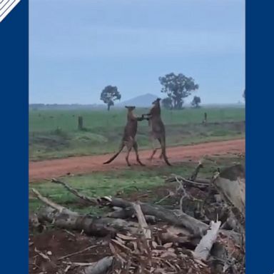 A farmer in Australia captured a pair of boxing kangaroos.