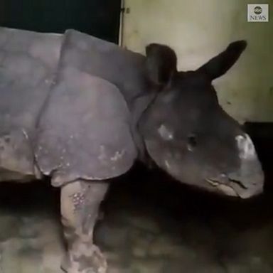 A female rhino calf was separated from its mother during a flood and it is under care at a rescue center in Assam, India.