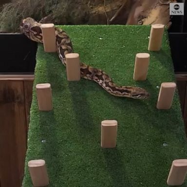 Marking World Snake Day on July 16, Werribee Open Range Zoo in Australia unveiled a “snake ramp,” which gave the facility’s boas a chance to explore outside their enclosure.