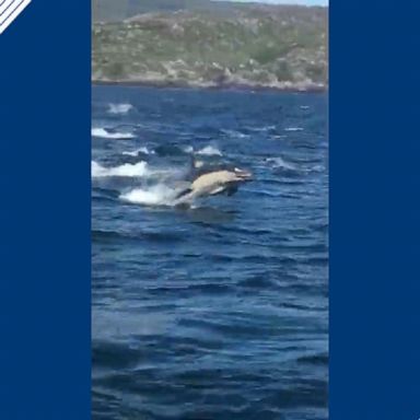 The dolphins were spotted off the coast of County Kerry.