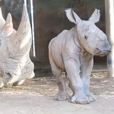 The birth of the southern white rhino calf gives hope for the threatened species.