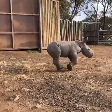 The 4-day-old southern white rhino calf was born at Monarto Safari Park in South Australia.