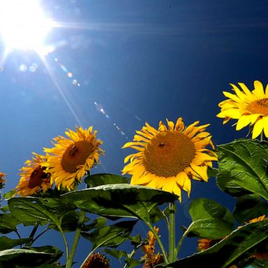 VIDEO: Sunflowers, John Lewis and Johnny Depp: World in Photos, July 28