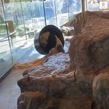 A giant panda at the Adelaide Zoo in Australia turned his sawdust bath into a hamster wheel for his amusement.