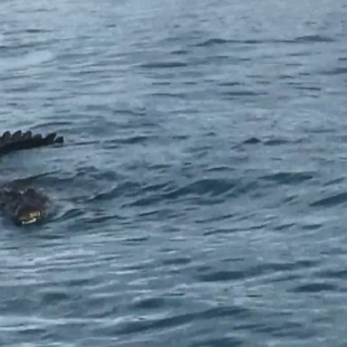 Huge crocodile spotted of the coast of Queensland