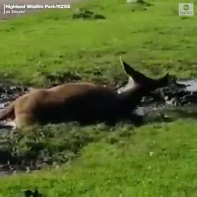 A deer went in the mud to beat the summertime heat and keep flies away at Highland Wildlife Park in Scotland.