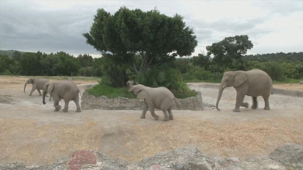 Baby elephants explore Mexican zoo Video - ABC News