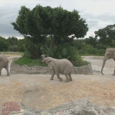 Baby elephants explore Mexican zoo